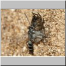 Pompilus cinereus - Wegwespe w54f Wolfsspinne - Sandgrube OS-Wallenhorst.jpg